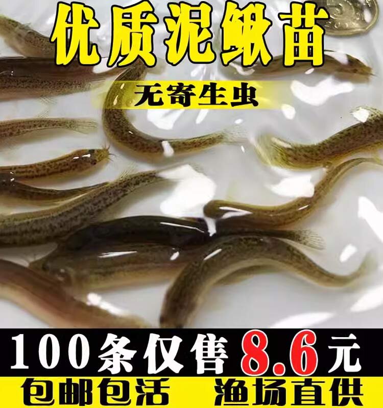 泥鳅鱼苗台湾淡水鱼养殖食用乌龟鱼