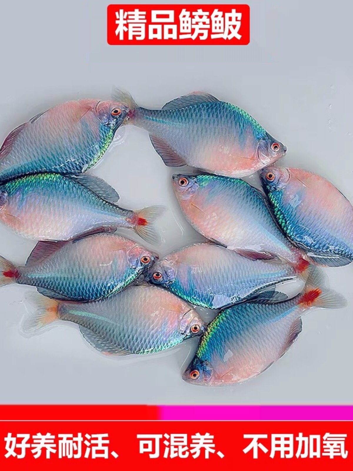 好养淡水观赏鳑鲏鱼七彩石旁皮除藻冷水鱼活体小型鱼苗原生群游鱼