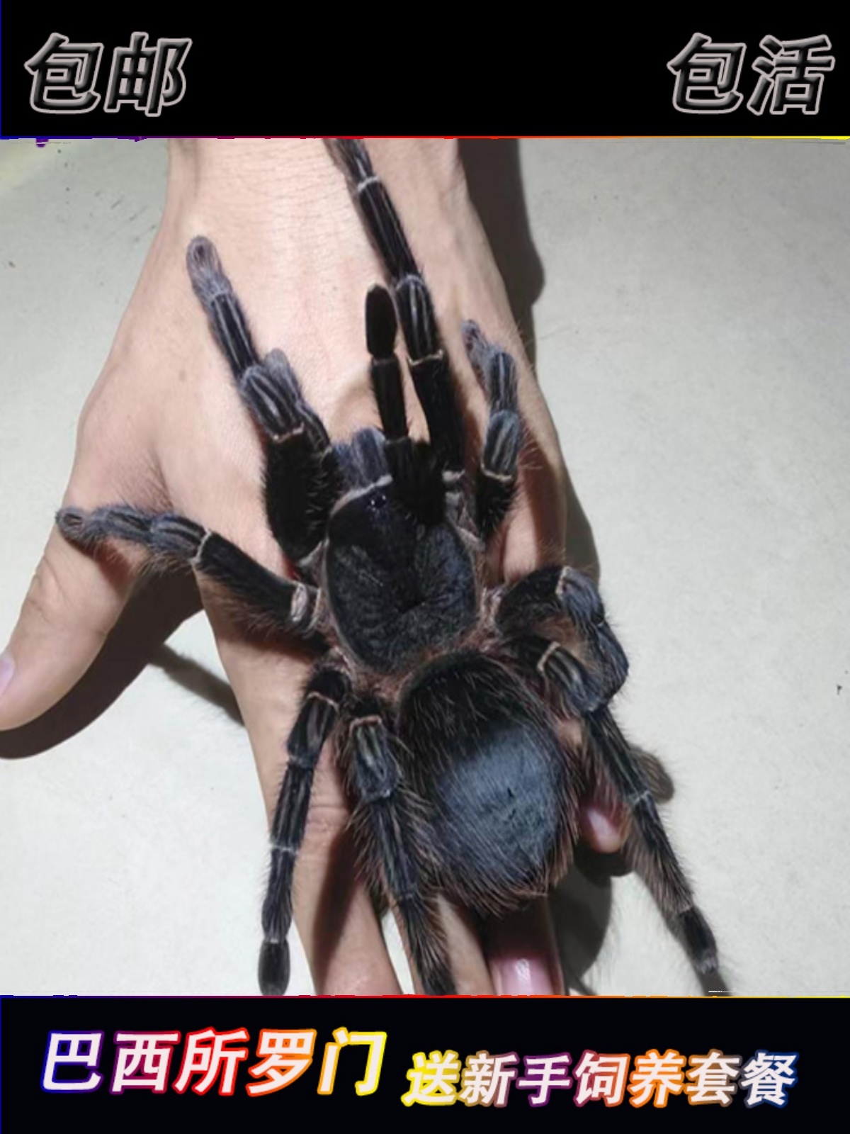 网红新手入门温顺品种巴西所罗门2-22厘米大体型爬虫蜘蛛宠物活体