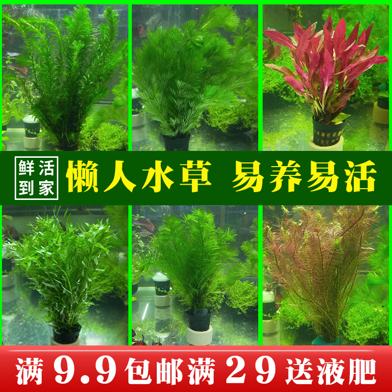 阴性草草活体植物懒人易养造景