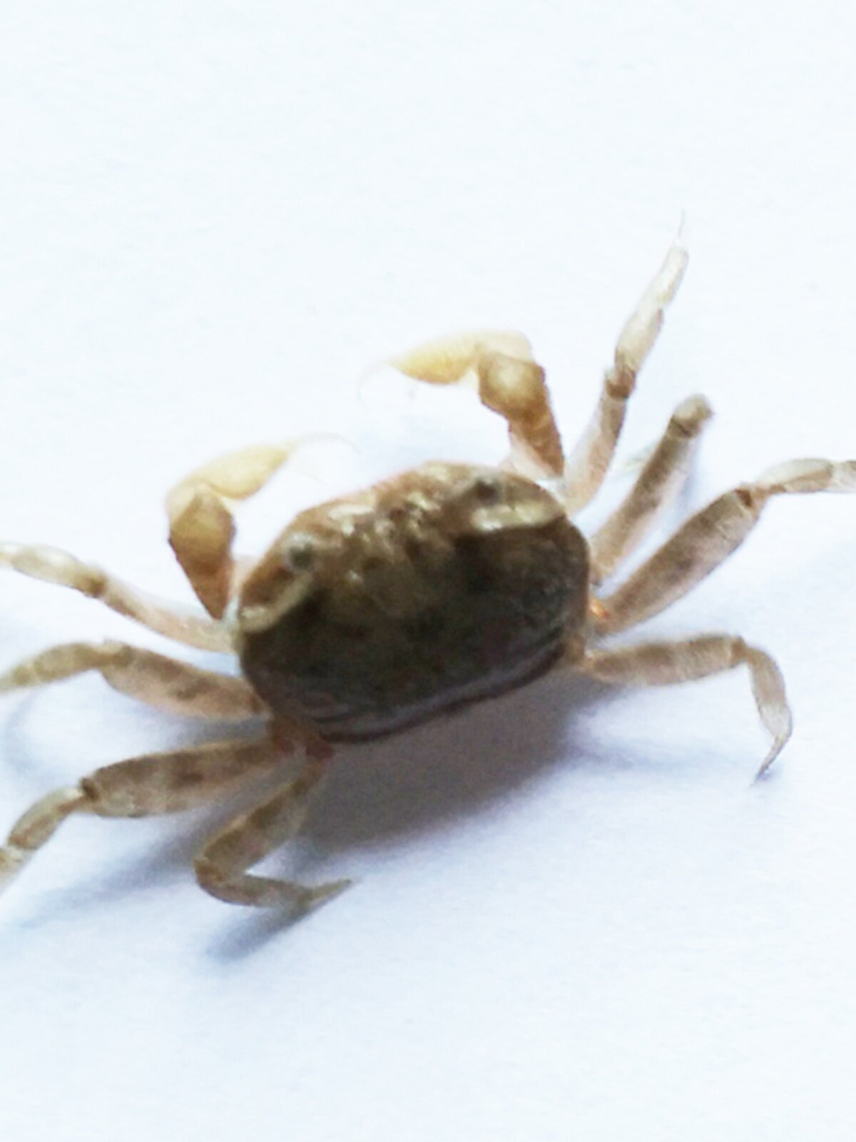 儿童益智玩宠礼物迷你豆豆蟹活体桌面观赏治愈吃土辣椒蟹钓鱼饵料