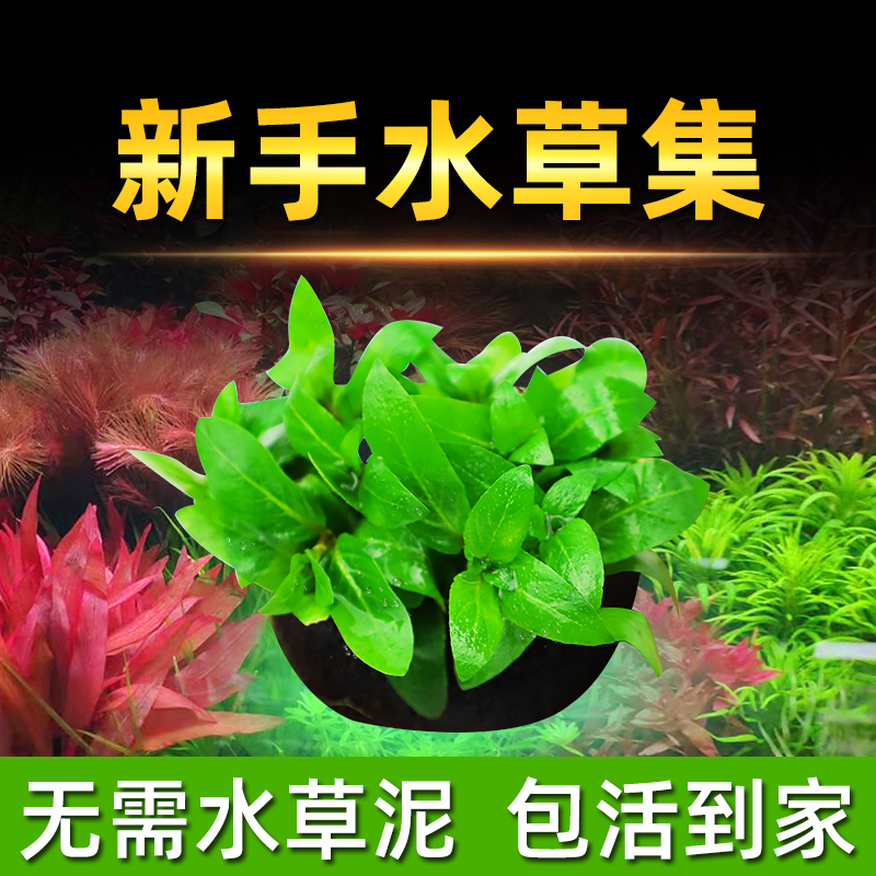 鱼缸水草植物真草活阴性水培懒人小水榕无需底砂增氧坨草鱼缸造景