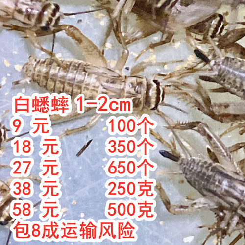 蛐蛐白蟋蟀针头油葫芦爬宠蜘蛛鸟蚂蚁 龙鱼活体饲料亚成体0.5-2cm