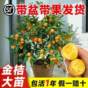 脆皮金桔带果发货盆栽树苗可食用金橘桔子苗阳台庭院四季耐寒植物