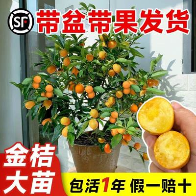 脆皮金桔树苗带果盆栽可食