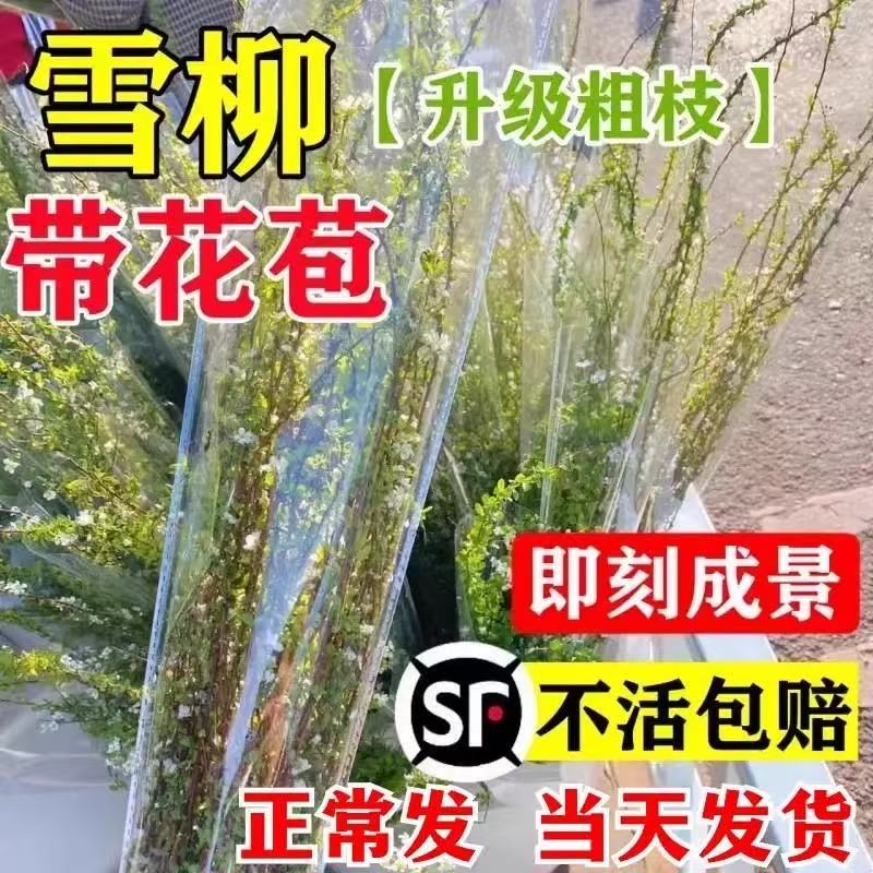 雪柳鲜枝带花苞干枝水养插花水培绿植物鲜花卉室内盆栽