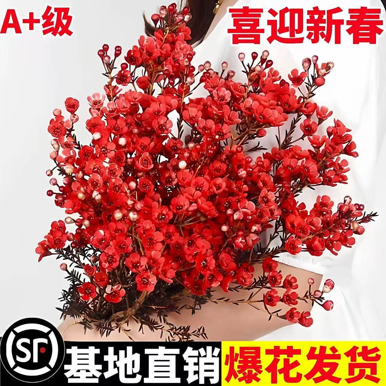 澳洲腊梅鲜花花束客厅摆放基地直发水养插花鲜切花摆件年宵花花卉