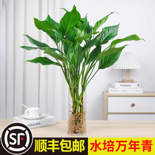 万年青室内桌面四季好养