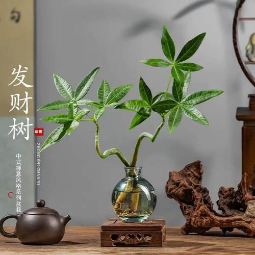 发财树小盆栽花卉水培植物