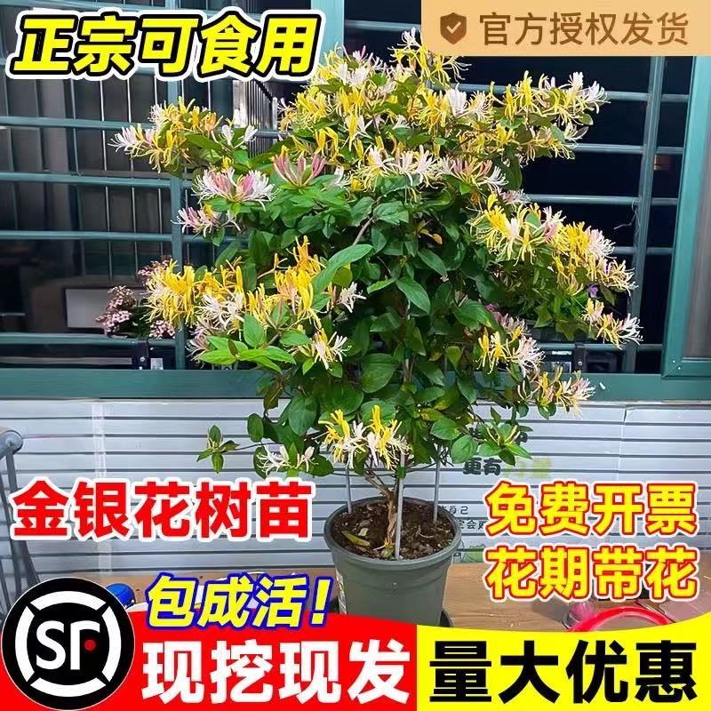 独杆金银花树苗盆栽红可食用