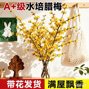 腊梅鲜切花水培植物家用插花花卉干枝花束室内客厅真花绿植花期长