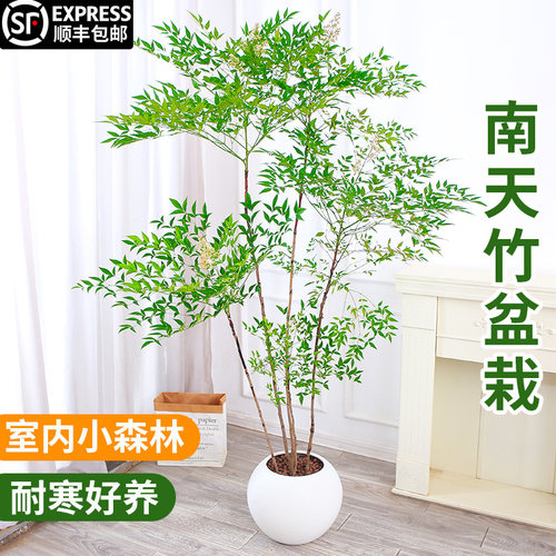南天竹室内庭院好养植物
