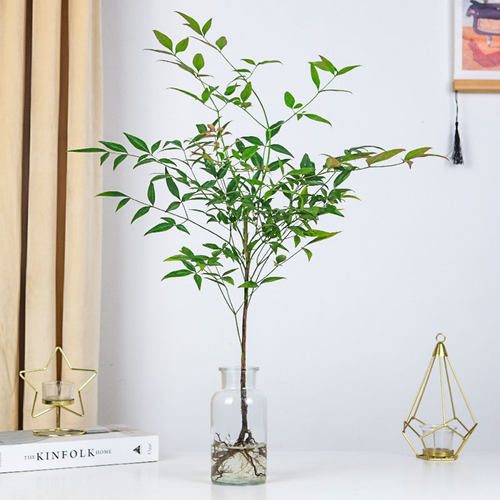 水培植物带根南天竹桌面