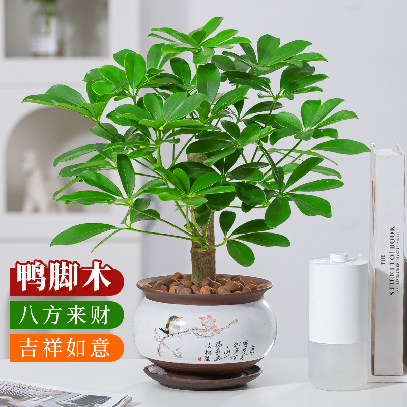 鸭脚木七叶莲盆栽室内植物