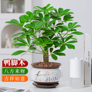 八方来财鸭脚木七叶莲盆栽室内植物旺老桩造型办公桌面四季常青