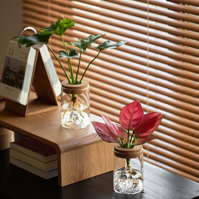 水培植物龟背竹天堂鸟室内
