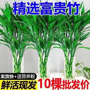 富贵竹客厅招财竹花卉绿植水培植物室内观音竹大叶粗枝好养盆栽
