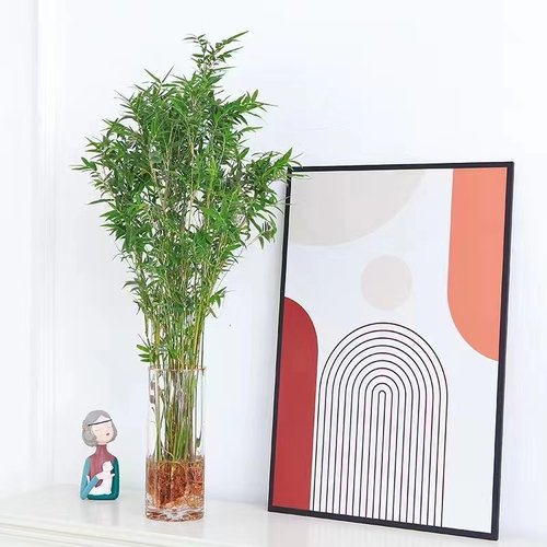 米竹室内桌面四季好养