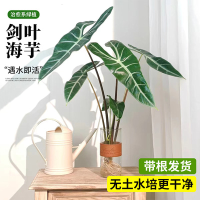 银脉剑叶海芋室内桌面遇水就活