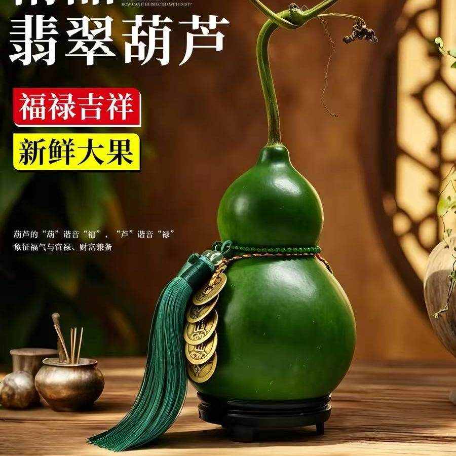 翡翠葫芦摆件天然新鲜禅意观赏桌面绿植物佛手柑室内茶几福禄到家