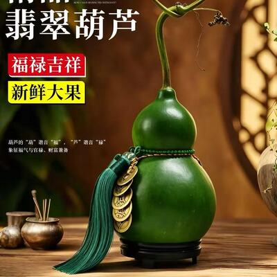 翡翠葫芦摆件天然新鲜绿植