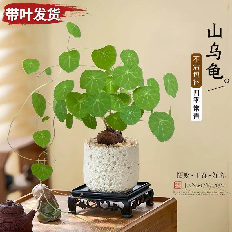 山乌龟金不换带叶盆栽爬藤桌面绿植物办公室内藤蔓四季常青植物,鲜花速递/花卉仿真/绿植园艺,绿植,淘宝优惠券,粉丝福利购,淘宝优惠卷