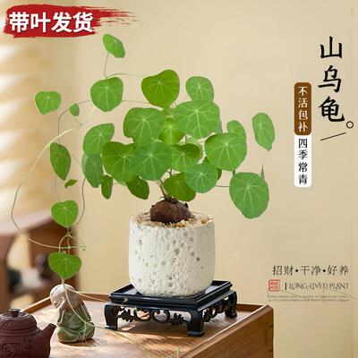 山乌龟金不换带叶盆栽爬藤桌面绿植物办公室内藤蔓四季常青植物