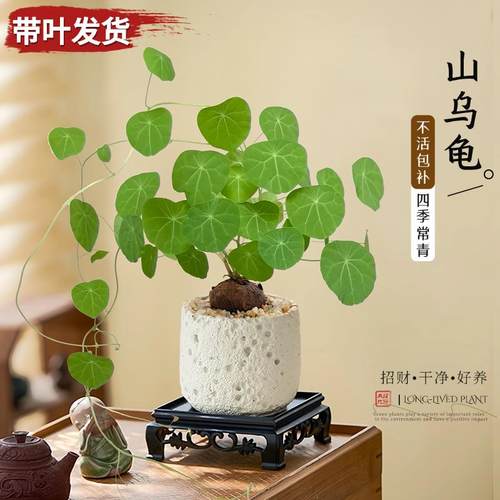 山乌龟金不换带叶盆栽爬藤