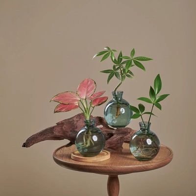 水培植物迷你发财树吉利红
