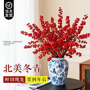 北美冬青红果真花鲜切花枝室内水培插花鲜花绿植年宵花卉植物客厅