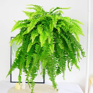 波士顿蕨盆栽桌面室内长藤类垂吊兰植物耐阴好养净化空气蕨类绿植