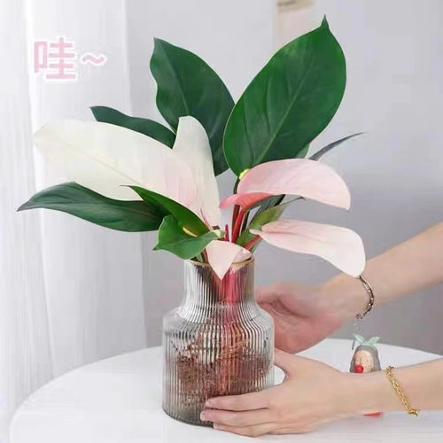 粉公主室内桌面四季好养