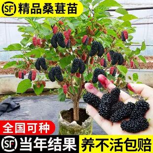 桑葚树苗盆栽带果南北方室内外四季绿植花卉果树果苗阳台好养