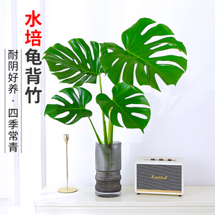 龟背竹水培植物盆栽老桩绿植室内客厅好养花卉净化空气耐阴大叶