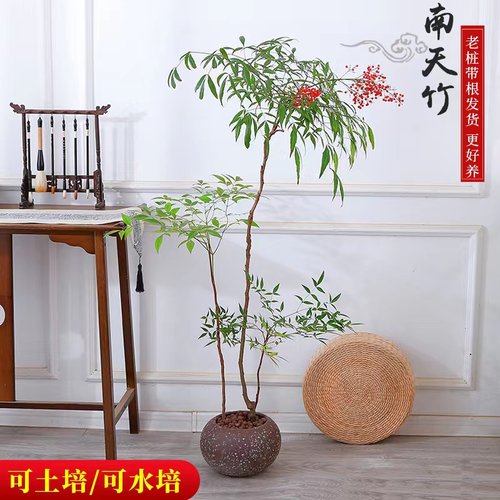 南天竹月畅四季好养耐寒耐旱
