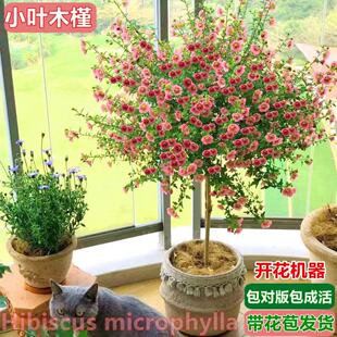 小木槿棒棒糖盆栽花卉绿植室内阳台庭院耐阴好养耐热植物蓝雪花