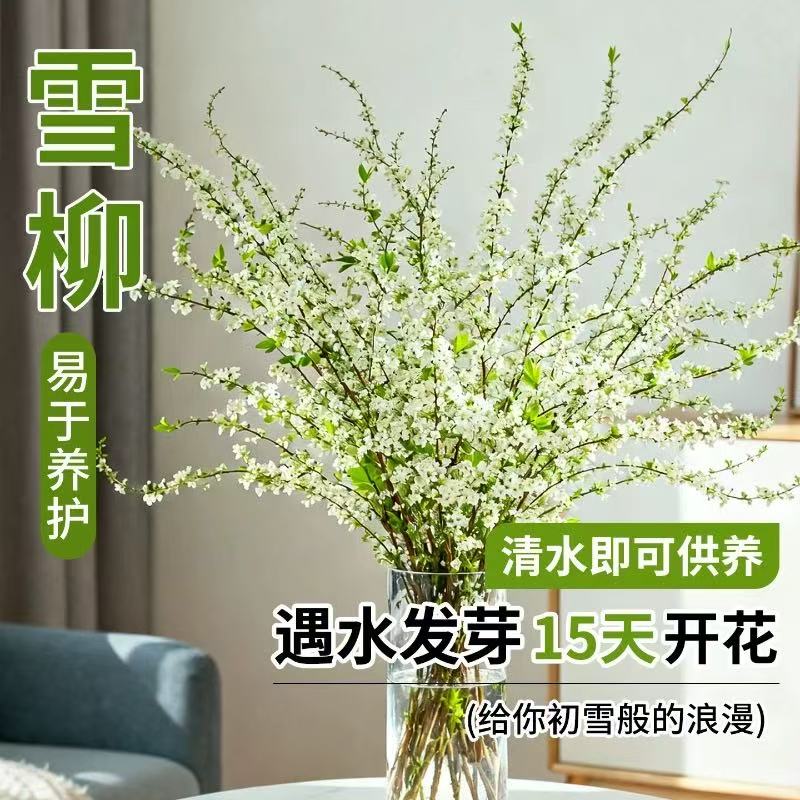 雪柳干枝鲜水养插花培植物