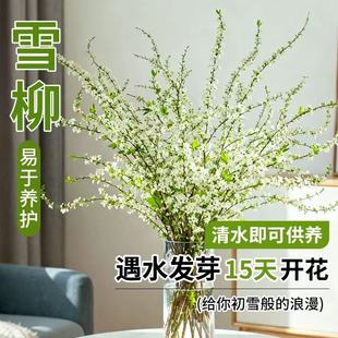 水养雪柳干枝鲜枝插花水培植物鲜花花卉室内桌面好养龙柳切枝盆栽
