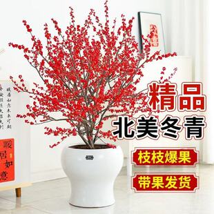 北美冬青盆栽带红果年宵花真花盆景室内好养客厅高级感花卉绿植物