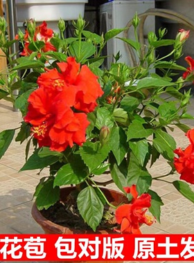 扶桑花苗重瓣盆栽红色朱瑾牡丹草花卉植物室内阳台多季开花绿植物
