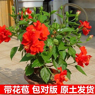 扶桑花苗重瓣盆栽红色朱瑾牡丹草花卉植物室内阳台多季开花绿植物
