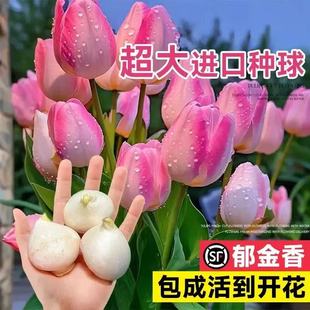 水培植物郁金香种球荷兰进口5度球桌面植物花卉种子阳台耐寒好养