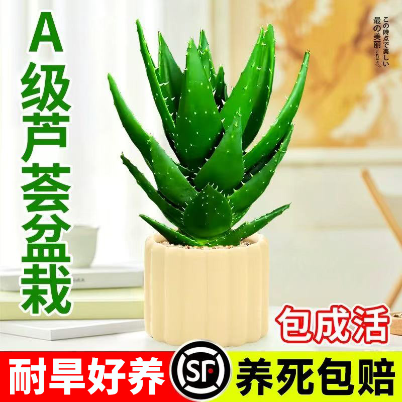 大盆芦荟栽室内桌面绿植花