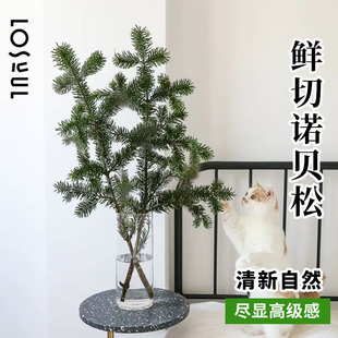 诺贝松鲜切花束水养松枝室内桌面水培植物好养圣诞节装饰材料鲜花