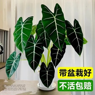 绿天鹅绒海芋绿植盆栽室内客厅四季好养进口竹芋观叶植物网红植物