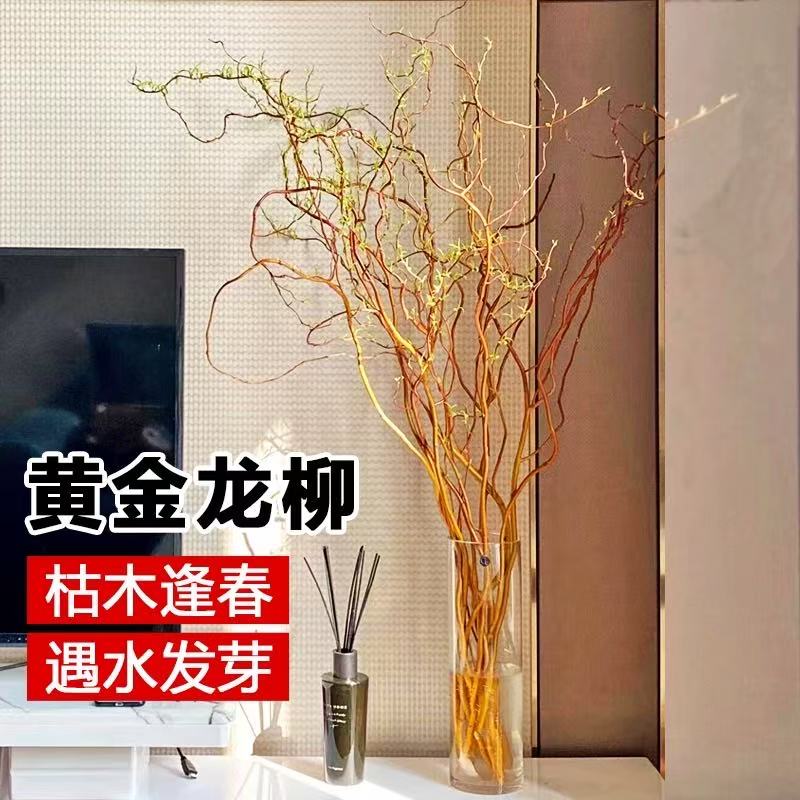 黄金龙柳蜿蜒似龙遇水生根