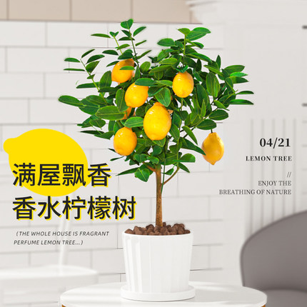 香水柠檬树盆栽苗水果柠檬浓香带果可食用室内客厅绿植物四季好养