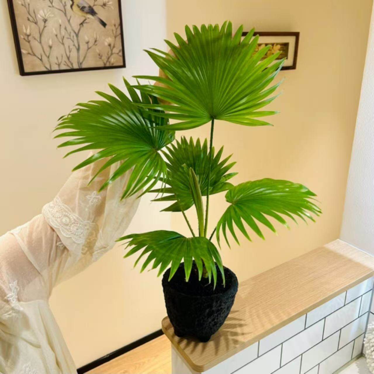 大叶蒲葵树苗盆栽大型绿植观叶棕榈树扇叶室内外植物四季常青好养