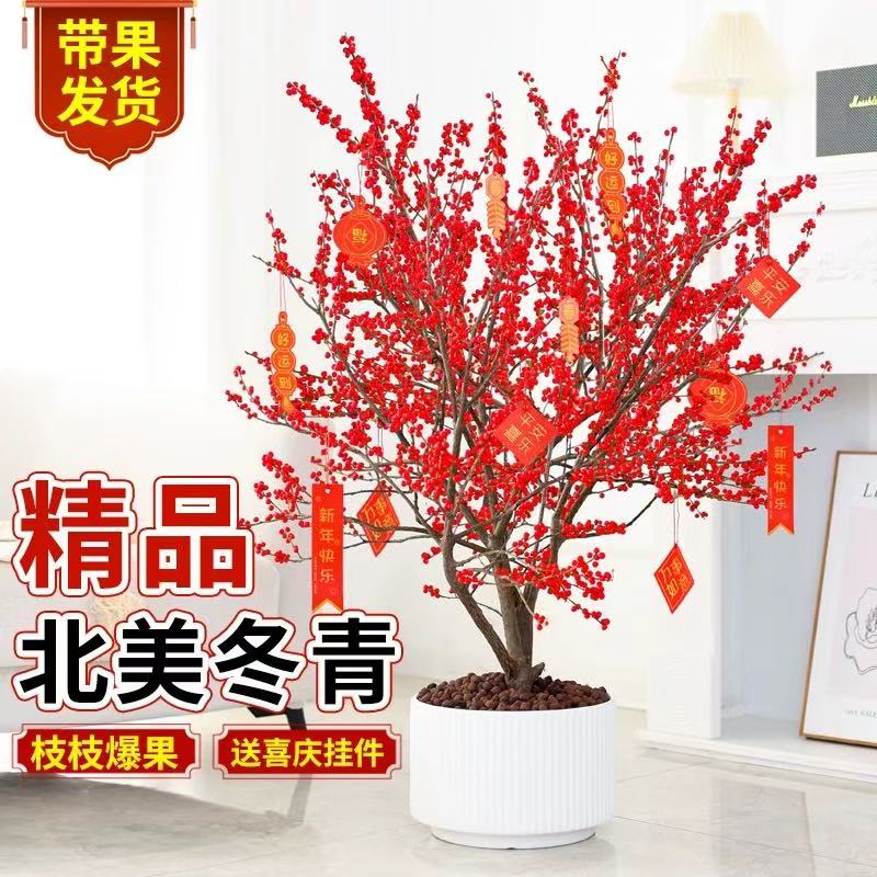 【带果发货】北美冬青红红火火
