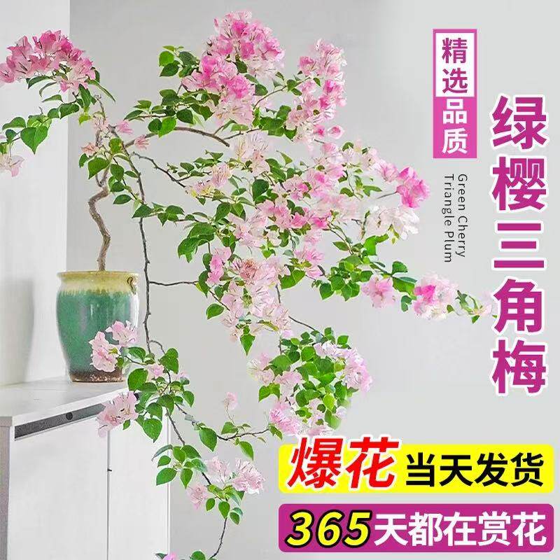 飘枝三角梅盆栽四季好养重瓣绿樱不甜西瓜老桩大苗花卉绿植盆景
